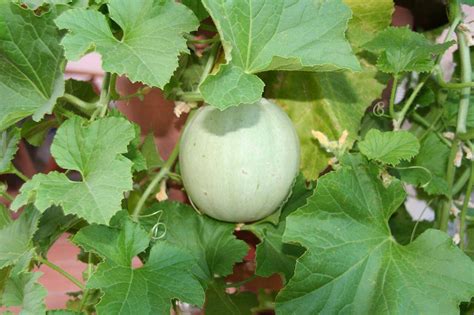grow melons vertically|How to Grow Melons Vertically .
